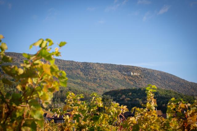 mont-aubert-depuis-le-vignoble_DEFAULT.jpg