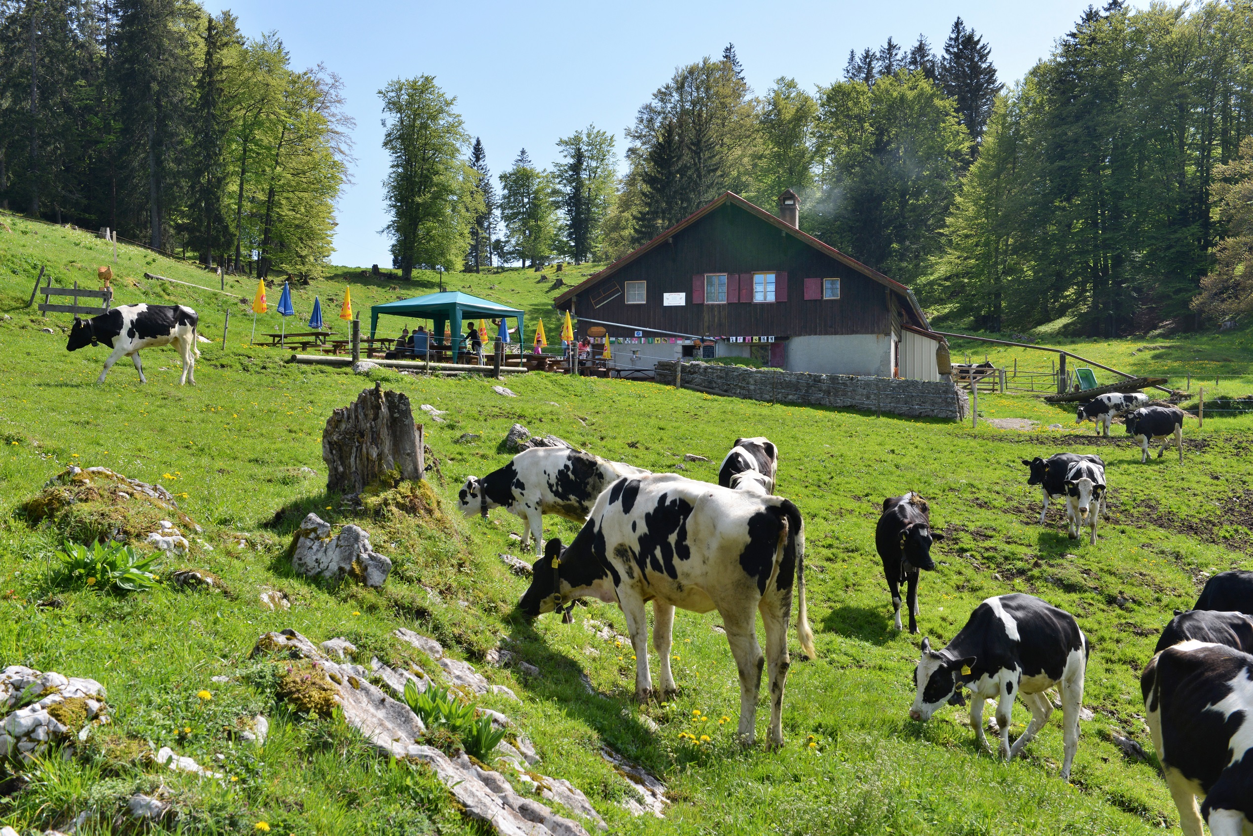 Mont des Cerfs