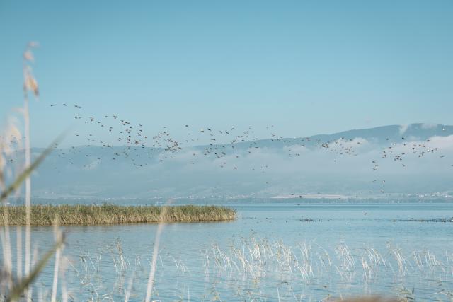 grands-rassemblement-d-oiseaux-d-eau_DEFAULT.jpg