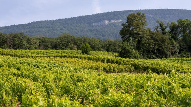 vignes-a-onnens-et-vue-sur-le-mont-aubert_DEFAULT.jpg