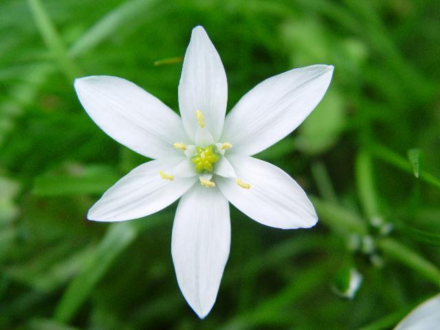 star-of-bethlehem-3-1-fleurs-de-bach-yvonand_DEFAULT.jpg