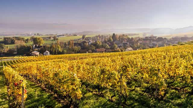 vignoble-entre-rances-et-valeyres-sous-rances_DEFAULT.jpg