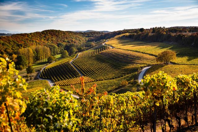 Vignoble Arnex-sur-Orbe © Vincent Bourrut - www.vincentbourrut.ch