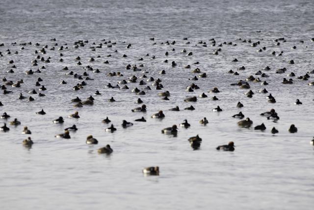 rassemblement-de-canards-crevel-2020-aline-pfaender-3_DEFAULT.jpg