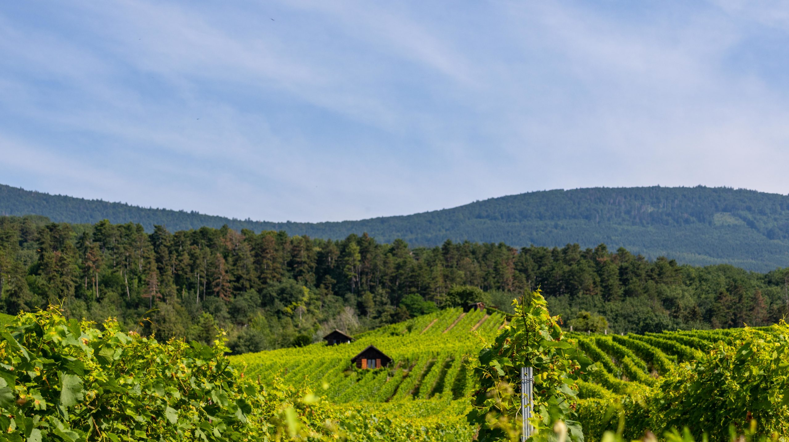 Région AOC Bonvillars