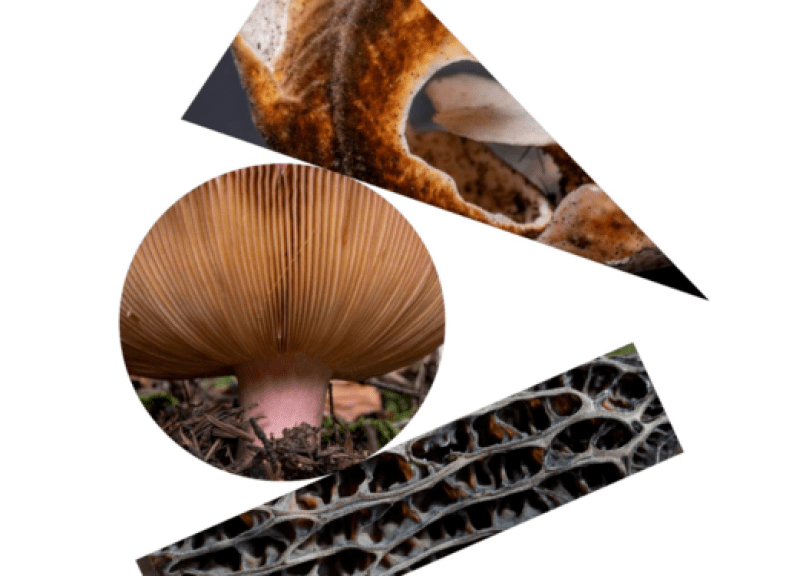 flyer_DEFAULT-2.png