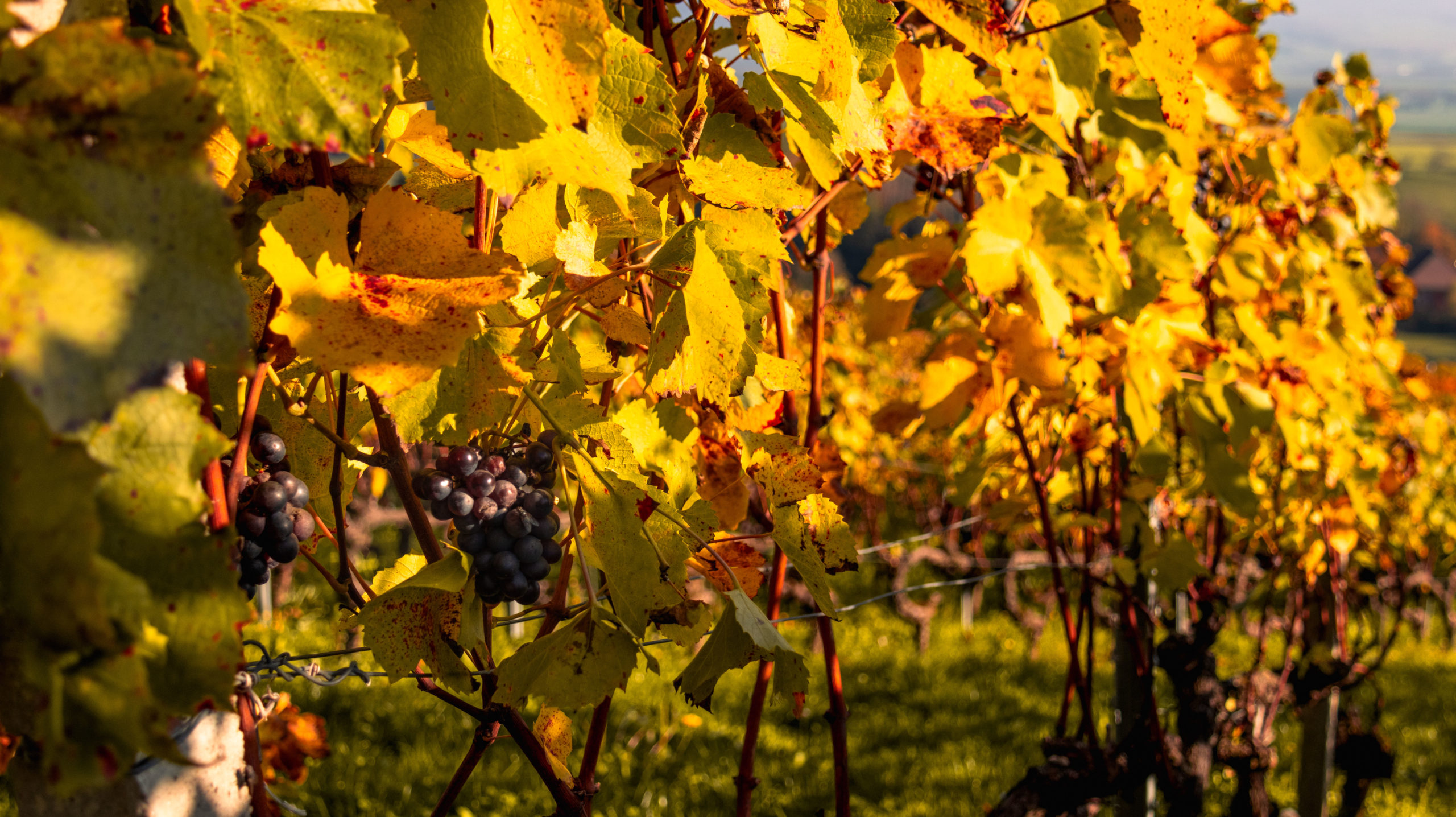 Vigne en automne