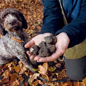 la-sauvageraie-truffe_DEFAULT.jpg
