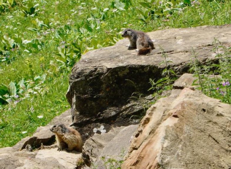 marmottes-chasseron-1_DEFAULT.jpeg