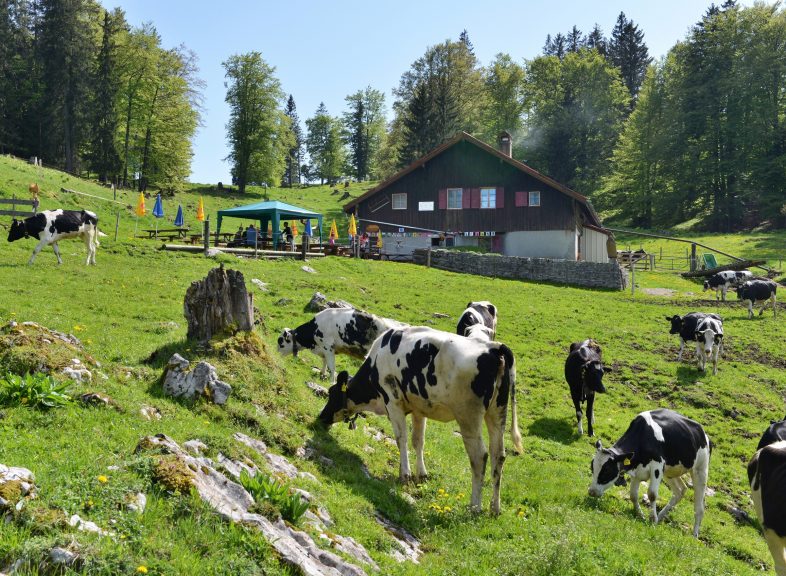 Mont des Cerfs