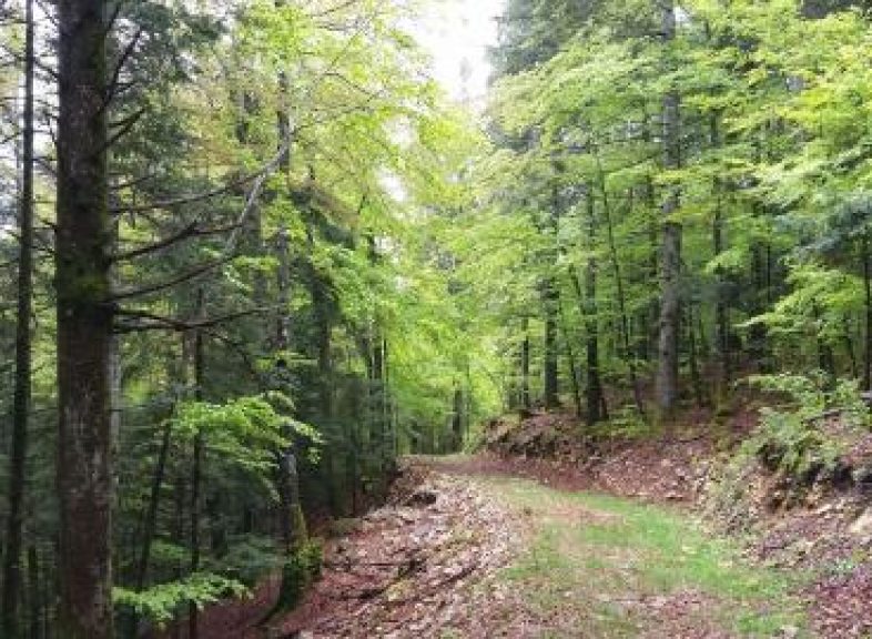 Bois de Forel © Lampaga
