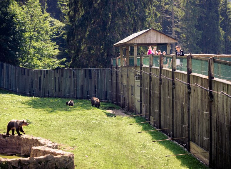 Juraparc - Ours © Vincent Bourrut