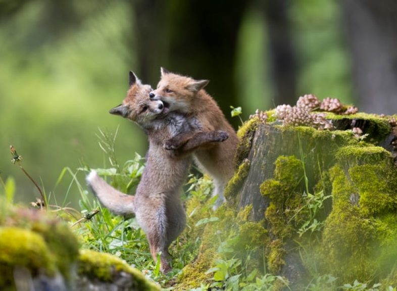 17-glauser-alexis-danse-des-renardeaux-cat2-jpg_DEFAULT.jpg