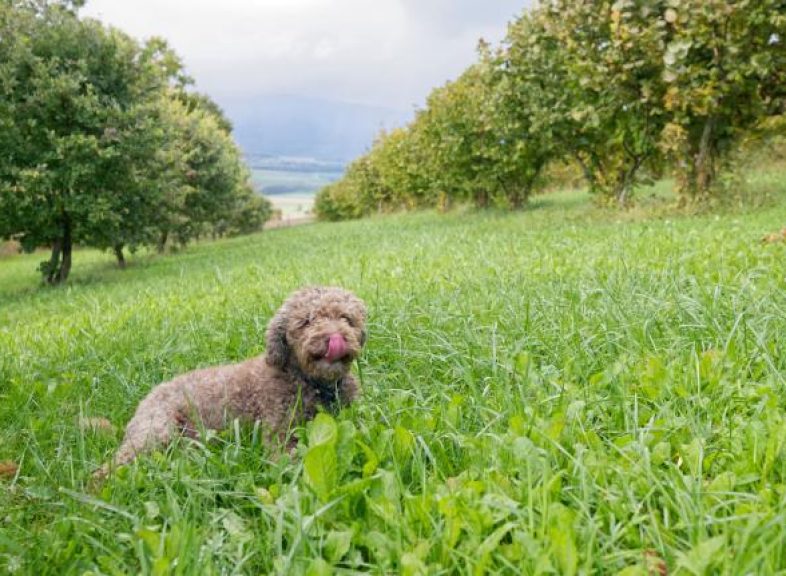 suchy-truffe-balade-au-coeur-d-une-truffiere_DEFAULT-2.jpg