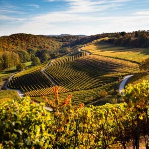 Vignoble Arnex-sur-Orbe © Vincent Bourrut - www.vincentbourrut.ch