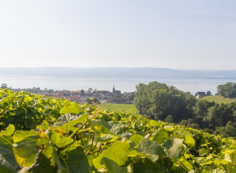Région AOC Bonvillars © ADNV - Lionel Bourgeois-45