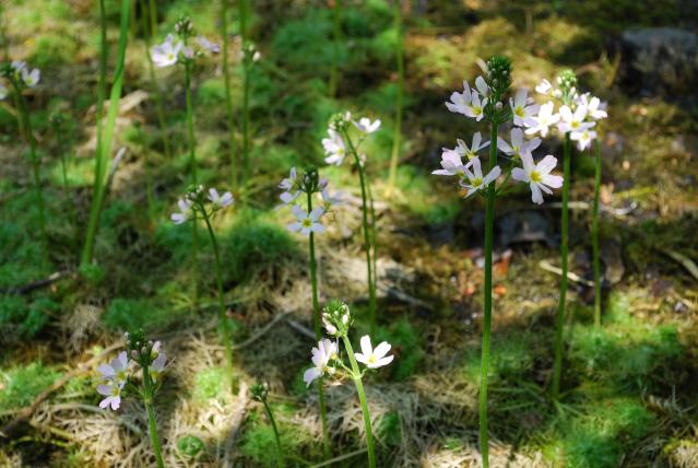 chemin-fleurs-de-bach_DEFAULT.jpg