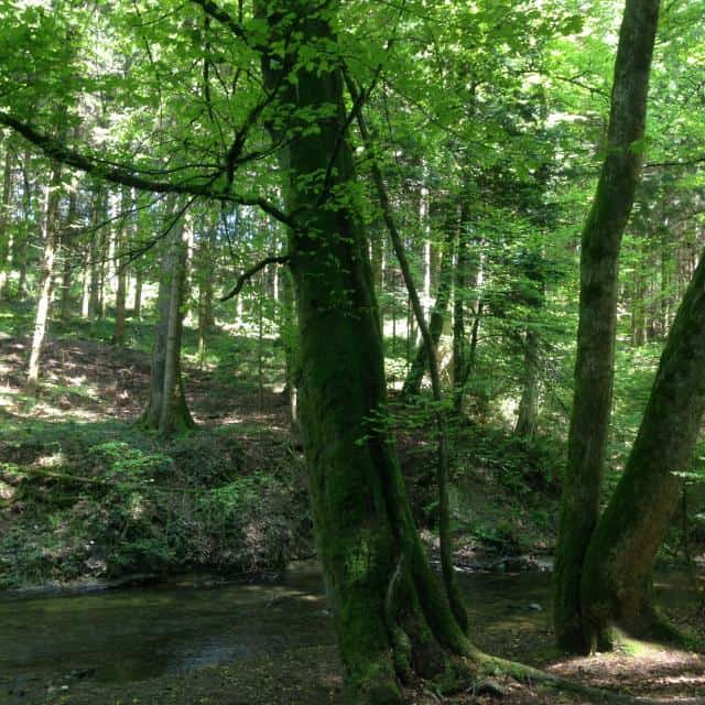 Yvonand – La rivière sous la loupe