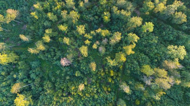 foret-du-jura_DEFAULT.jpg