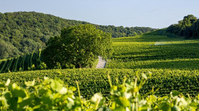 vignoble-d-arnex-sur-orbe_DEFAULT.jpg