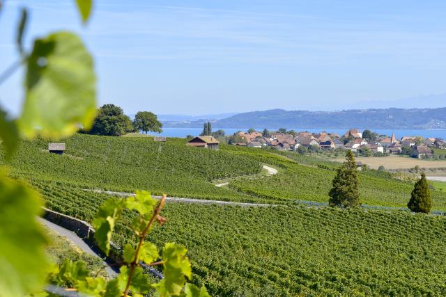 vignoble-de-bonvillars_DEFAULT-1.jpg