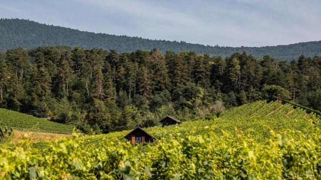 vignoble-de-bonvillars_DEFAULT-2.jpg