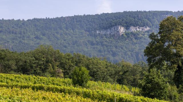 mont-aubert-vignoble_DEFAULT.jpg
