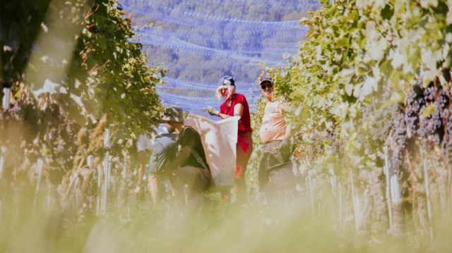 vendanges-du-pasquier_DEFAULT.jpg