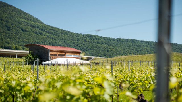 domaine-de-gourmandaz_DEFAULT.jpg