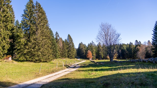 foret-du-jura-les-cluds_DEFAULT.jpg