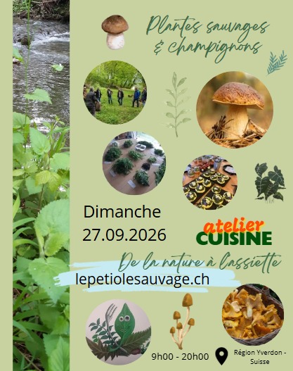 le-petiole-sauvage_DEFAULT.jpg