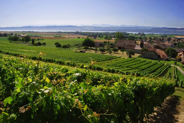 vignoble-de-champagne_DEFAULT.jpg