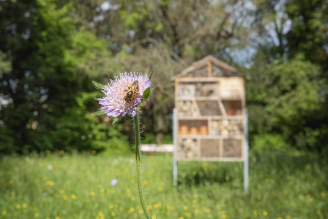 abeille-biodivercity_DEFAULT.jpg