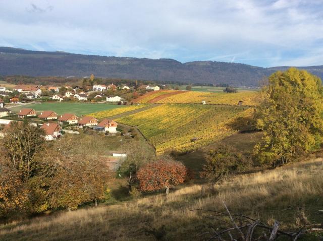 la-brinaz-vignoble_DEFAULT.jpg