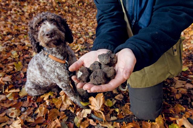 la-sauvageraie-truffe_DEFAULT.jpg