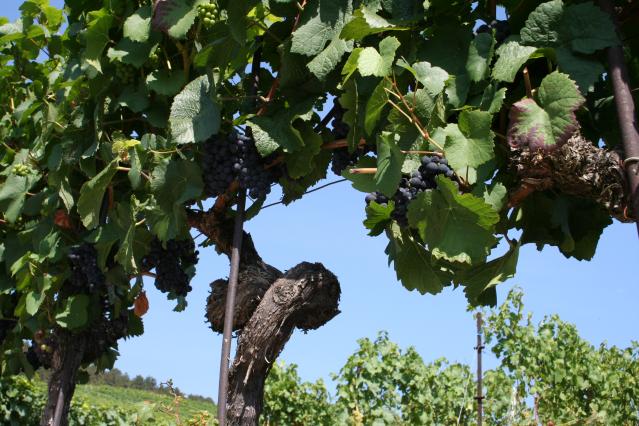 pied-de-vigne_DEFAULT.jpg