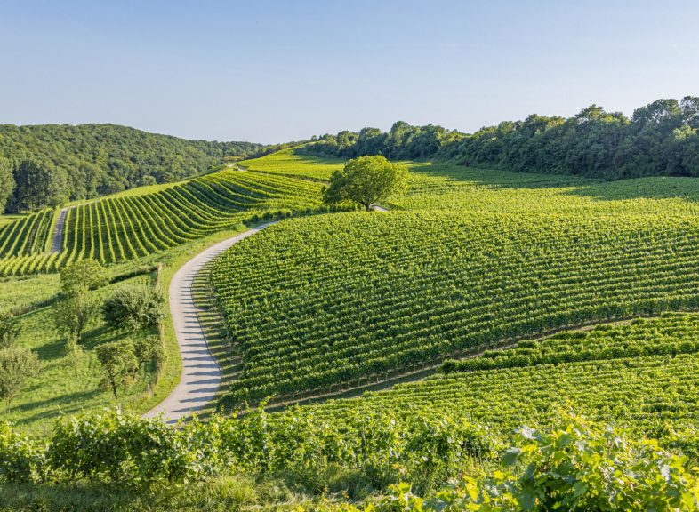 Vignoble Arnex-sur-Orbe © ADNV - Lionel Bourgeois