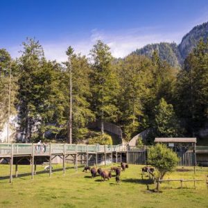 Juraparc © Vincent Bourrut - www.vincentbourrut.ch