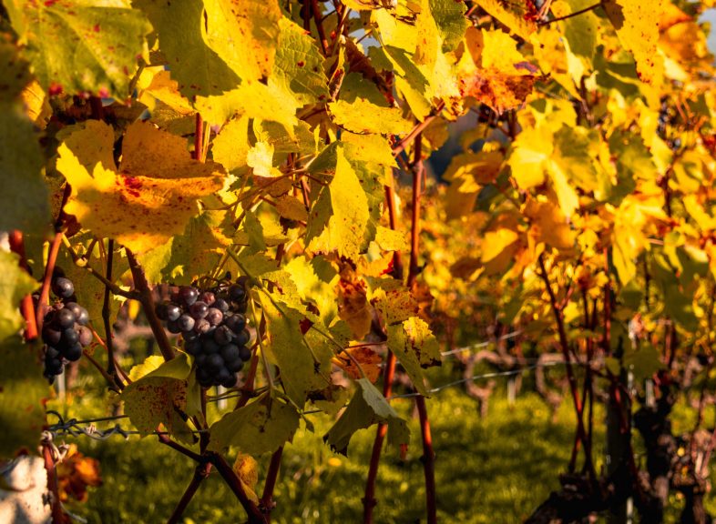 Vigne en automne
