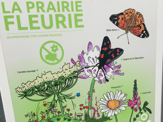 img-3909-prairie-fleurie_DEFAULT.png