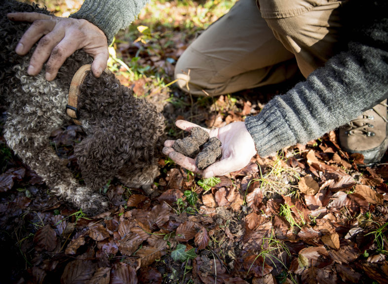 Région de Bonvillars, Alain Seletto, chercheur de truffes.