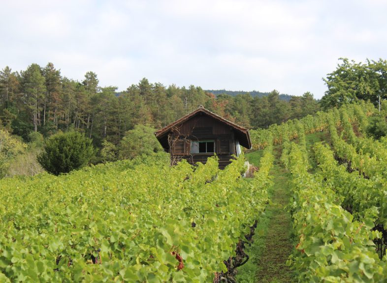 Cave des Viticulteurs de Bonvillars