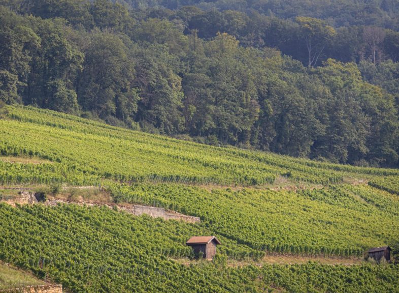 Vignes Onnens © ADNV - Lionel Bourgeois