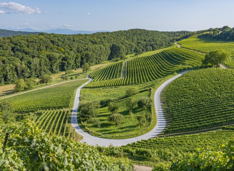 Vignoble Arnex-sur-Orbe © ADNV - Lionel Bourgeois