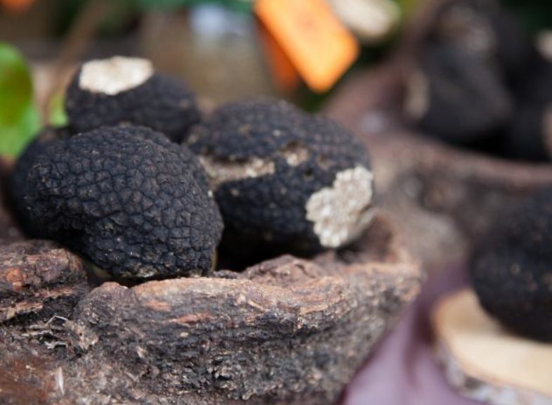 Marché aux truffes de Bonvillars